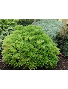 pieris japonica debutante
