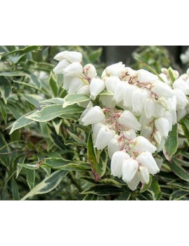 pieris japonica variegata
