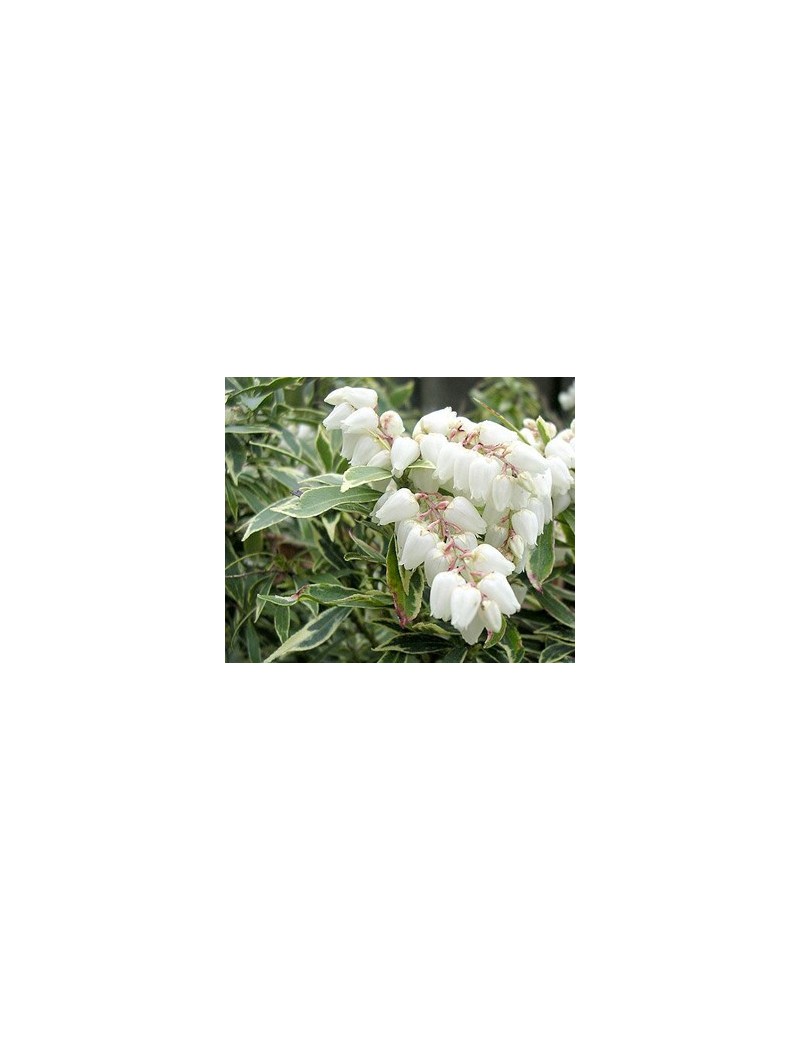 pieris japonica variegata pieris japonica variegata