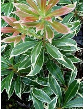 pieris japonica variegata