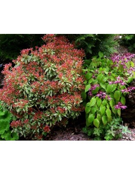 pieris japonica variegata