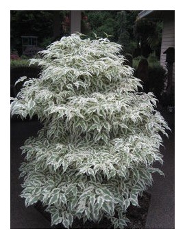 dereń kosua summerfun -cornus Kousa summerfun