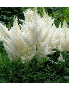 tawułka 'Weisse Gloria'-Astilbe 'Weisse Gloria'