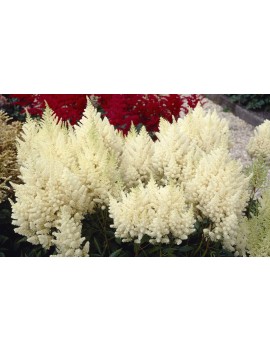 tawułka 'Weisse Gloria'-Astilbe 'Weisse Gloria'