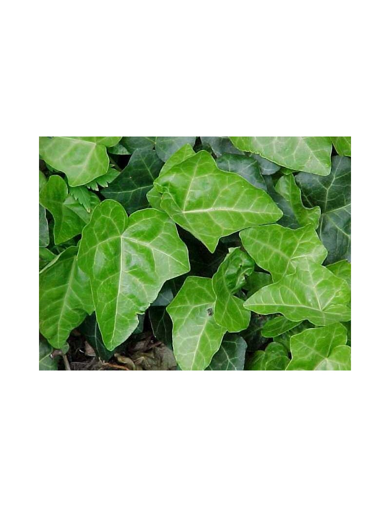 Bluszcz pospolity (Hedera helix L.) 