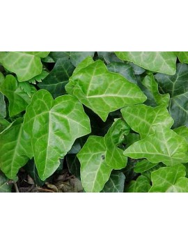 Bluszcz pospolity (Hedera helix L.) 