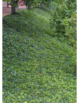 Bluszcz pospolity (Hedera helix L.) 