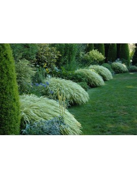 Hakonechloa smukła 'All Gold' Hakenochloa macra