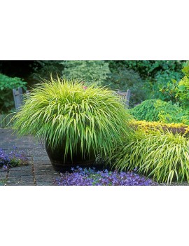 Hakonechloa smukła 'All Gold' Hakenochloa macra