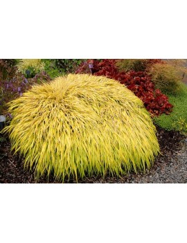 Hakonechloa smukła 'All Gold' Hakenochloa macra