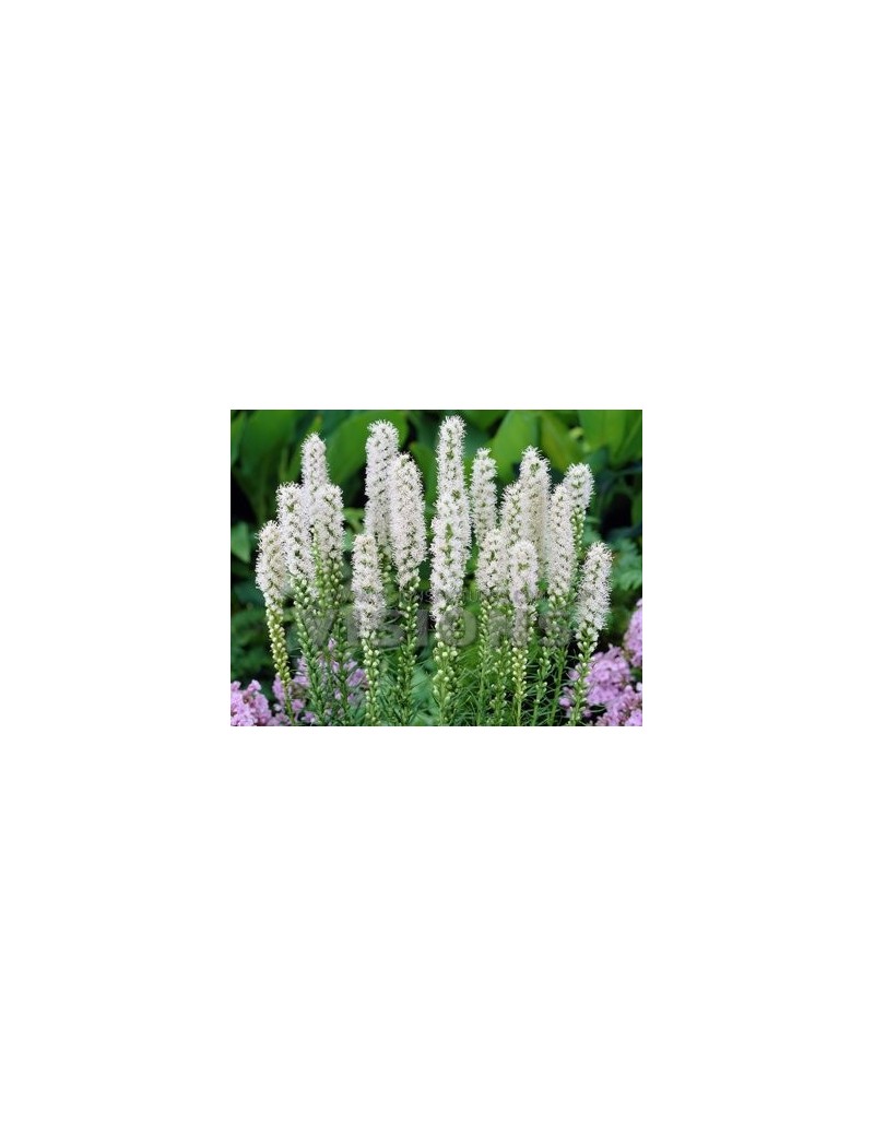  liatra kłosowa Alba-Liatris spicata