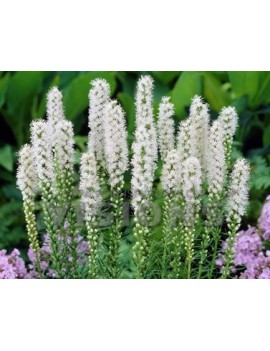  liatra kłosowa Alba-Liatris spicata