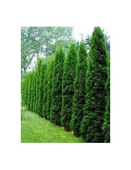 thuja smaragd -tuja szmaragd
