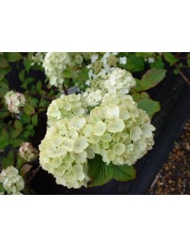 kalina "grandiflorum"-viburnum plicatum grandiflorum