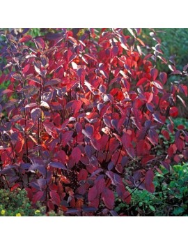  Dereń-Cornus Alba "Kesselringii"