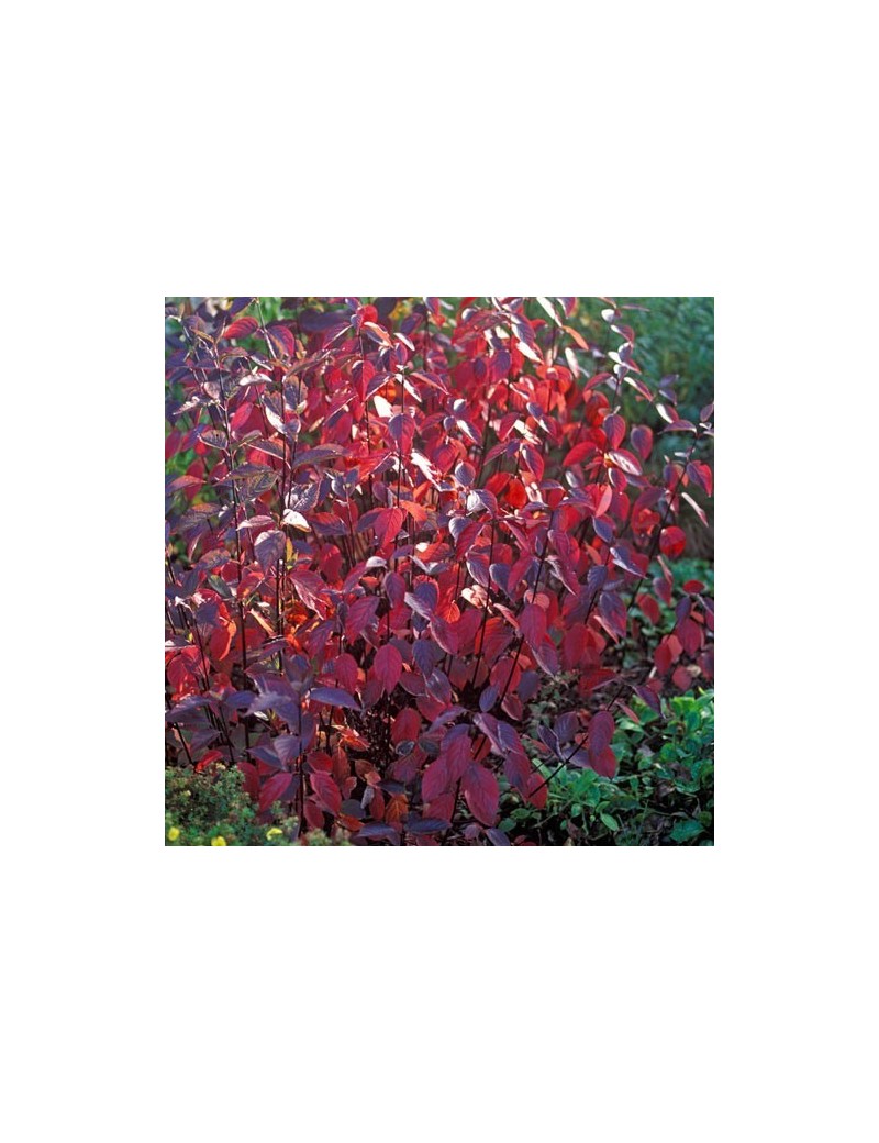  Dereń-Cornus Alba "Kesselringii"