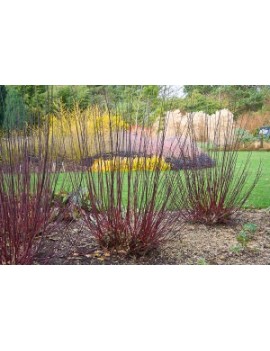  Dereń-Cornus Alba "Kesselringii"
