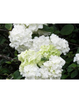 kalina "grandiflorum"-viburnum plicatum grandiflorum
