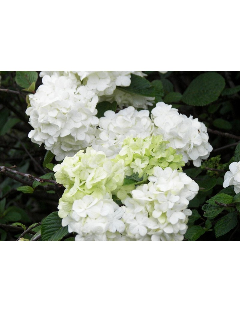 kalina "grandiflorum"-viburnum plicatum grandiflorum