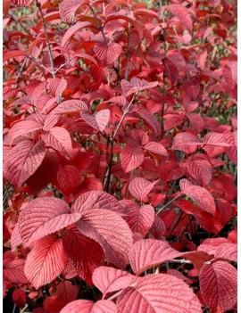 kalina "grandiflorum"-viburnum plicatum grandiflorum