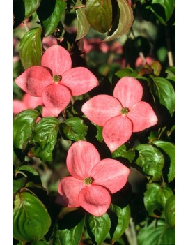 Dereń kousa 'Heart Throb ",cornus kousa