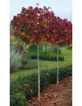 Ambrowiec amerykański 'Gumball',Liquidambar styraciflua 'Gumball'