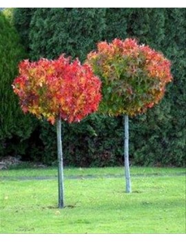 Ambrowiec amerykański 'Gumball',Liquidambar styraciflua 'Gumball'