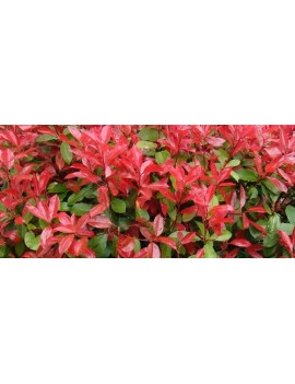 Głogownik Red Robin na pniu,Photinia fraseri Red Robin