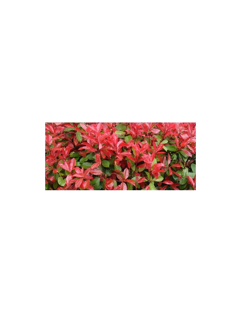 Głogownik Red Robin na pniu,Photinia fraseri Red Robin Głogownik Red Robin na pniu,Photinia fraseri Red Robin