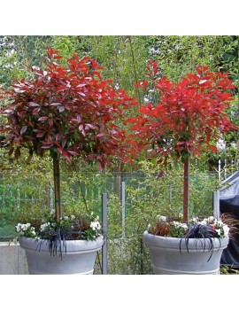 Głogownik Red Robin na pniu,Photinia fraseri Red Robin