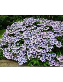 hortensja piłkowana:bluebird"-hydrangea serrata