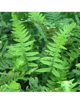 Paprotka zwyczajna, polypodium vulgare