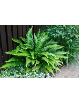 języcznik zwyczajny, asplenium scolopendrium