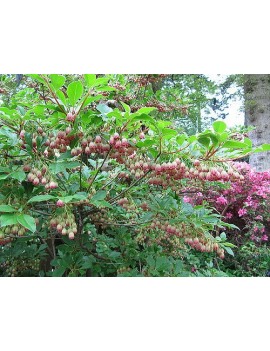 enkiant dzwonkowaty-Enkianthus campanulatus