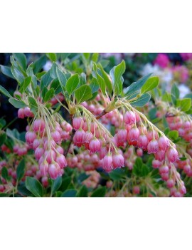 enkiant dzwonkowaty-Enkianthus campanulatus