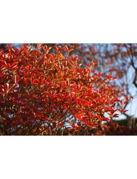 enkiant dzwonkowaty-Enkianthus campanulatus