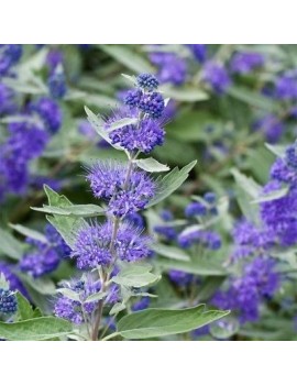 Barbula klandońska Kew Blue -Caryopteris clandonensis Kew Blue