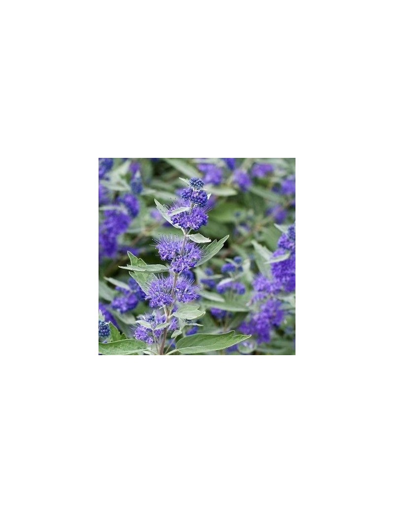 Barbula klandońska Kew Blue -Caryopteris clandonensis Kew Blue