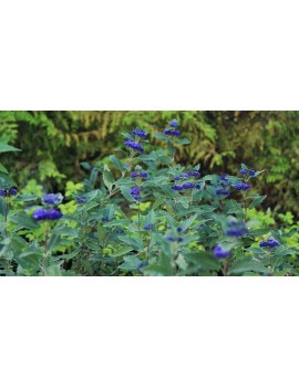 Barbula klandońska Kew Blue -Caryopteris clandonensis Kew Blue