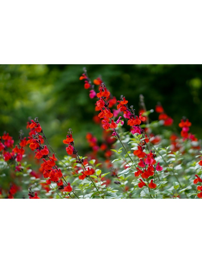 szałwia "Royal Bumble", salvia