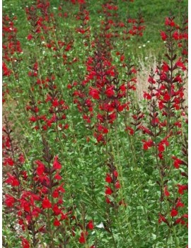 szałwia "Royal Bumble", salvia