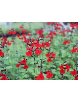 szałwia "Royal Bumble", salvia