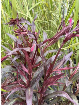 Lobelia lśniąca 'Queen...