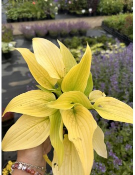 Funkia Hosta COAST TO COAST