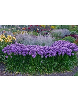 czosnek Millenium/kopany z...