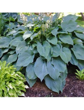 Funkia Blue angel, Hosta...