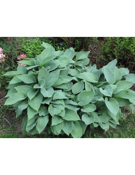 Funkia halcyon, hosta...