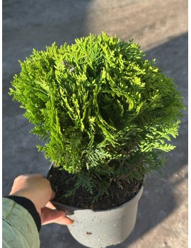Thuja Danica,