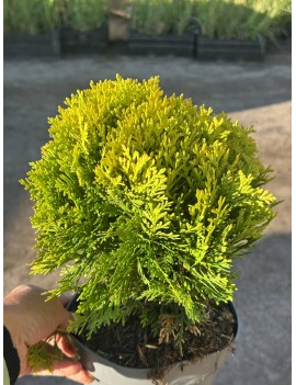 Tuja miriam, thuja Miriam