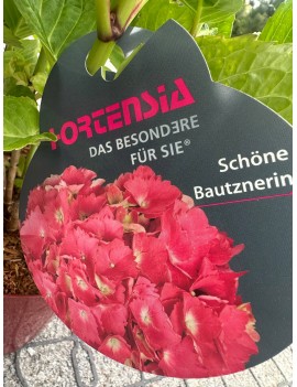 Hortensja ogrodowa 'Schöne...